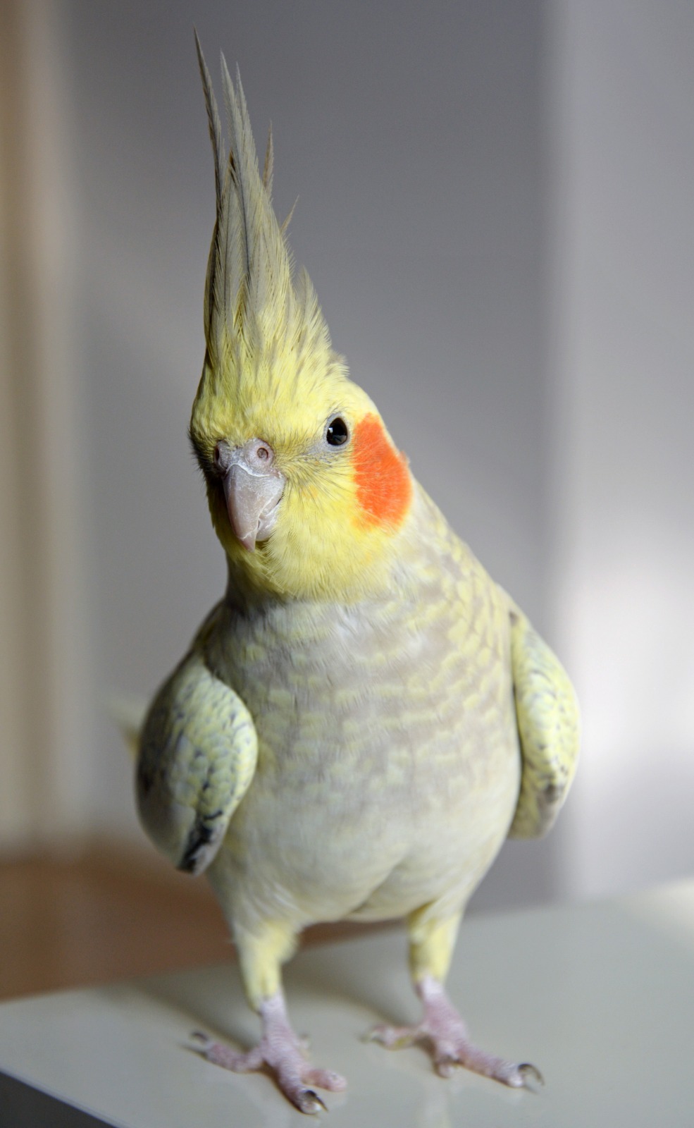 cockatiel